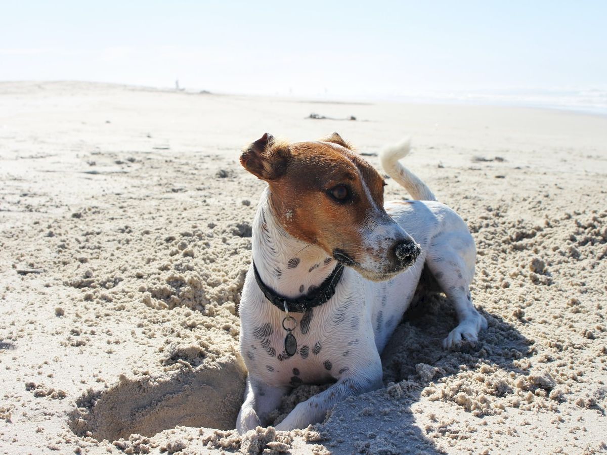 A small dog with a collar lies on a sandy beach, appearing to have dug a hole, with a clear blue sky in the background.