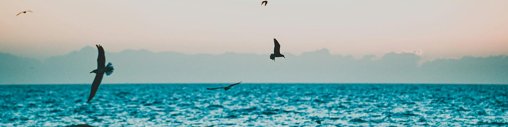 The image shows a serene ocean scene with birds flying over the water under a clear sky.